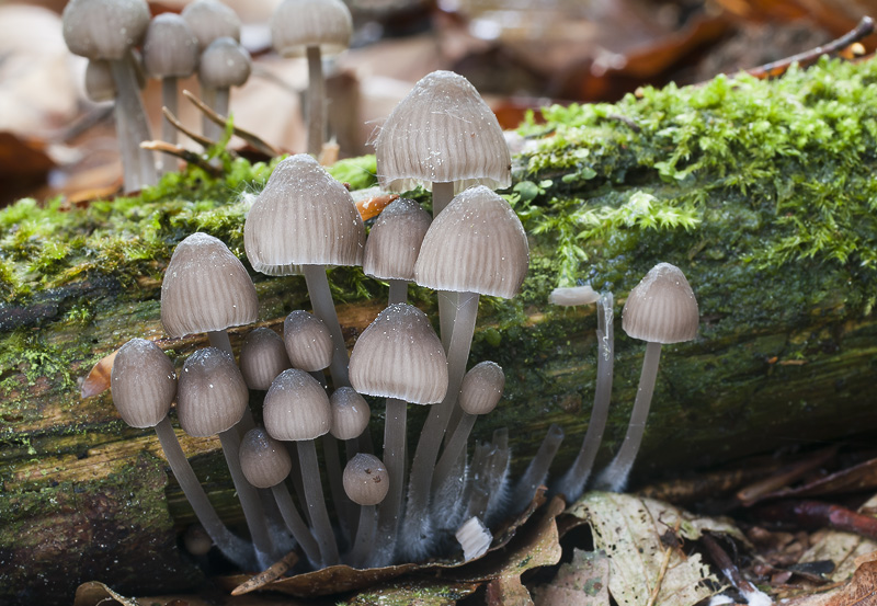 Mycena abramsii